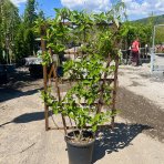 Hortenzia metlinatá (Hydrangea paniculata) ´VANILLE FRAISE®´ - výška 150x80 cm, kont. C25L - STENA